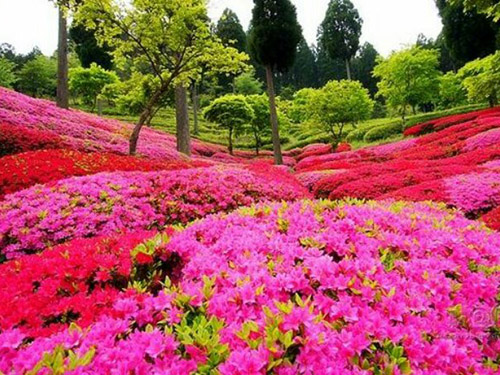湖南賞花活動